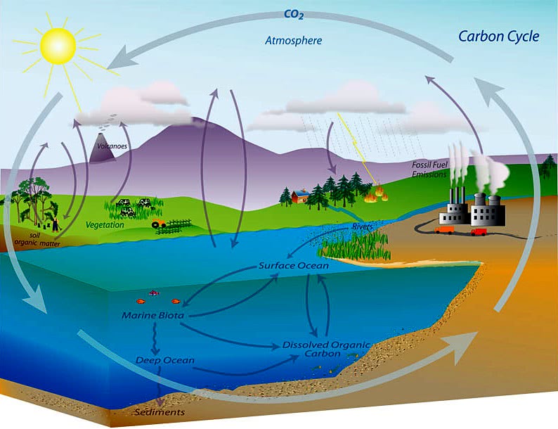 carbon cycle NOAA