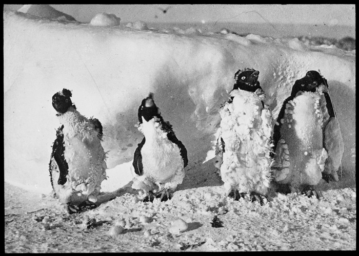 ice covered penguins after blizzard