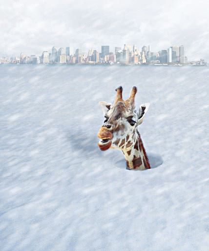 snowbound giraffe NY