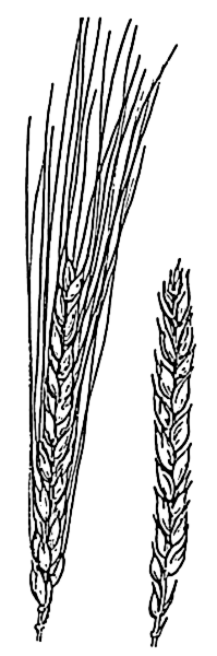 Bearded and beardless wheat