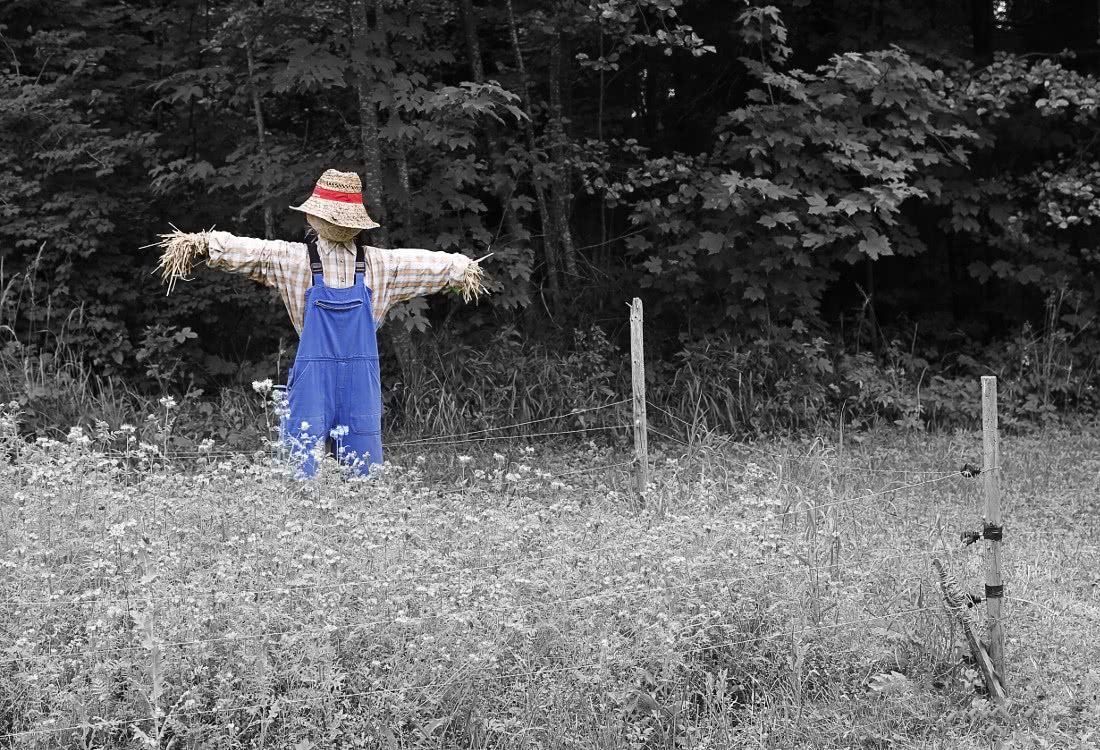 scarecrow in field