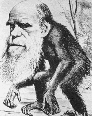 Darwin ape