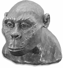 Austrolopithecus africanus