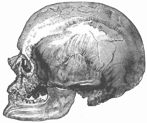 Cro Magnon male skull