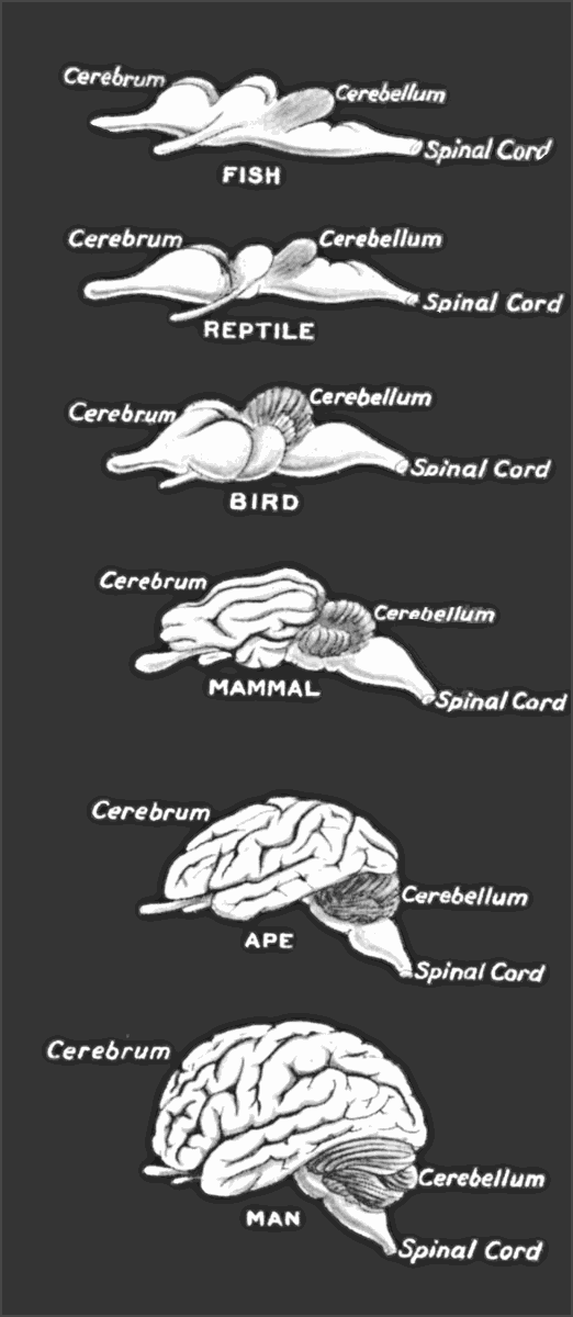 brain comparative