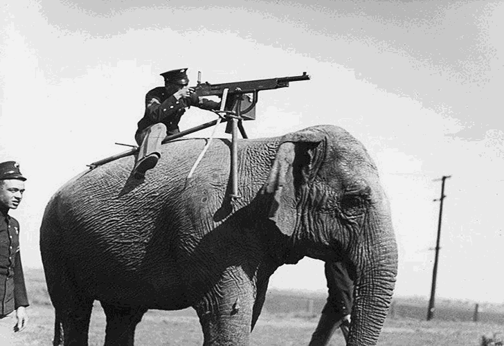 WWI elephant